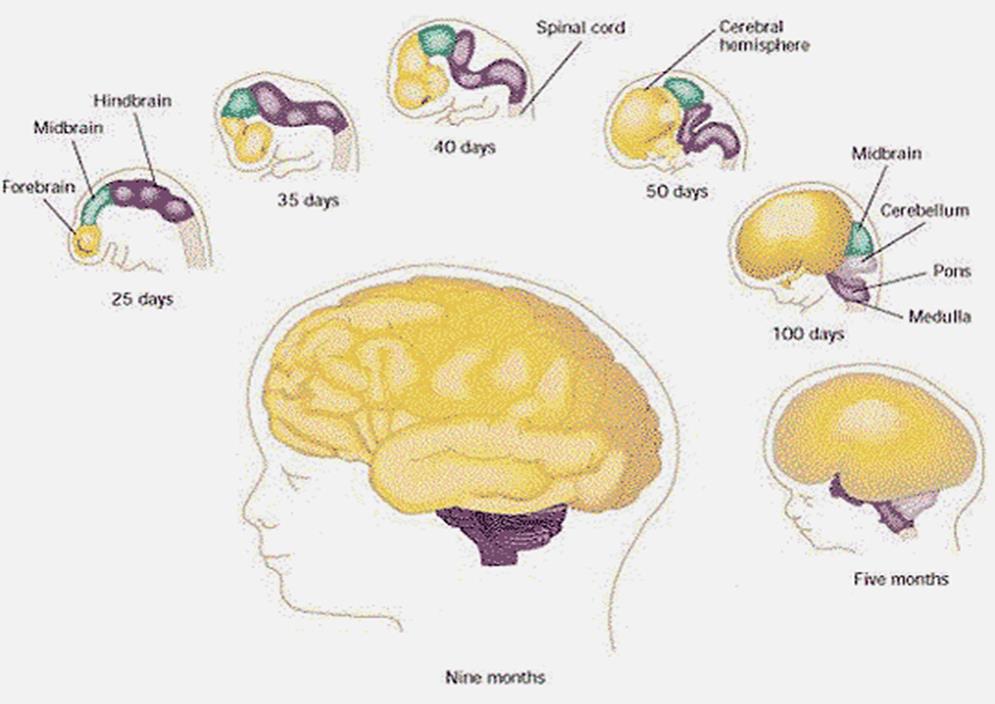 Brain growth